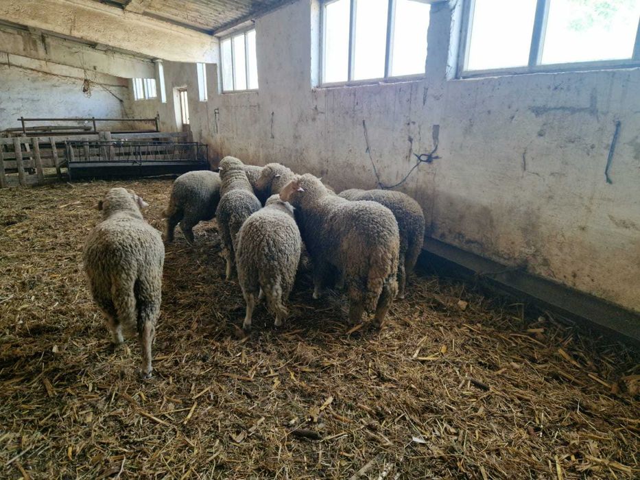 Vand Berbecuti Rasa Merinos de Palas