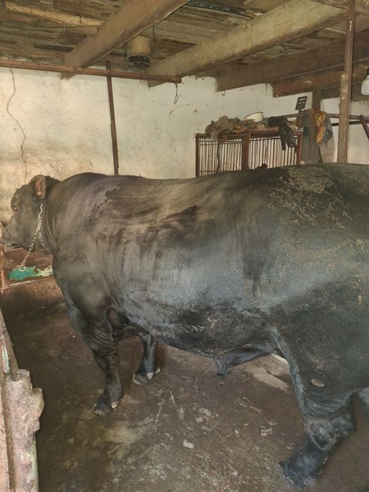 тоза зотли абердин ангус бука сотилади,емланган яхши караб