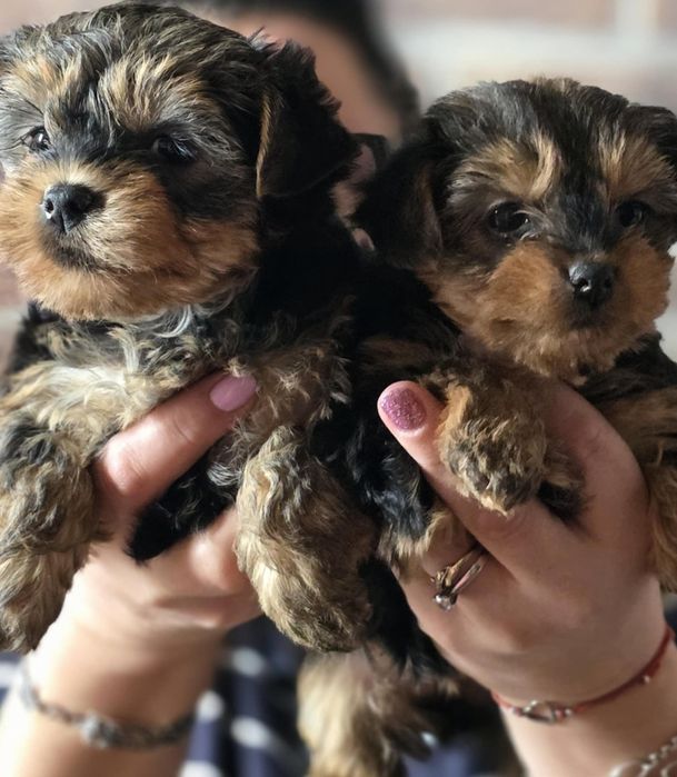 Йоркширски териер