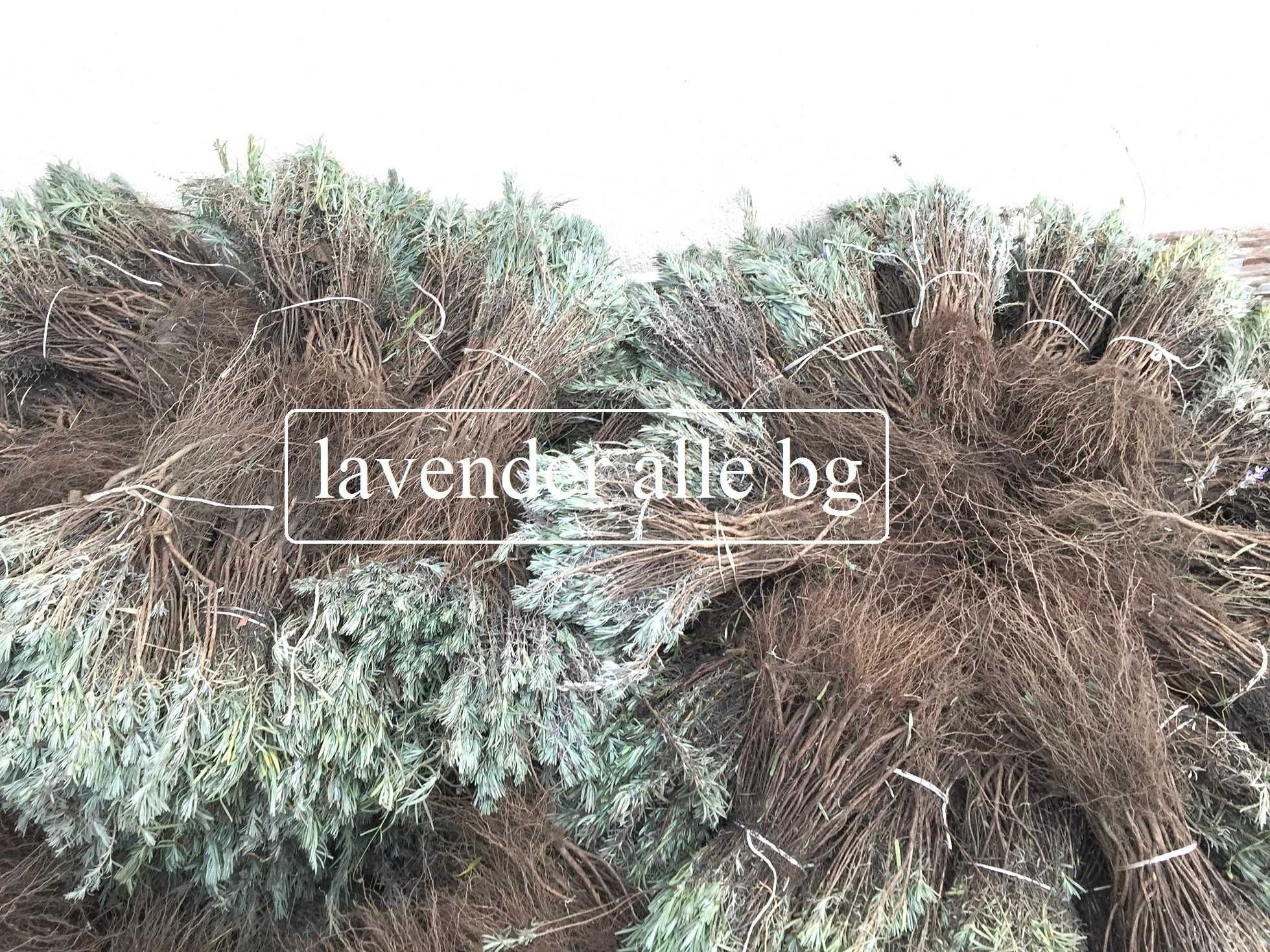 Lavanda butasi 2023 0,09€