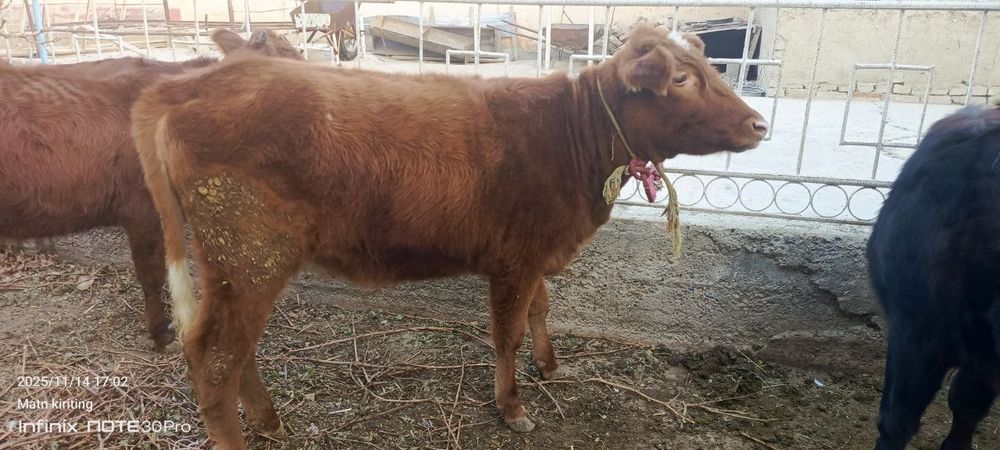 Эстон парода гуножин сотилади