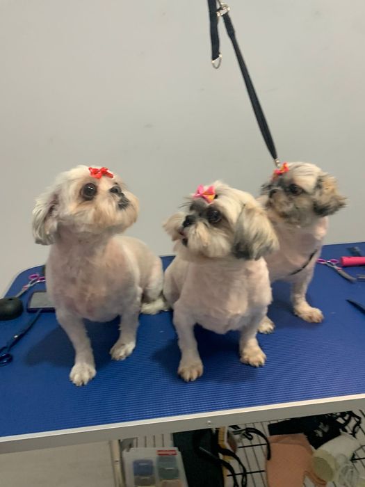 Servicii profesionale frizerie canina