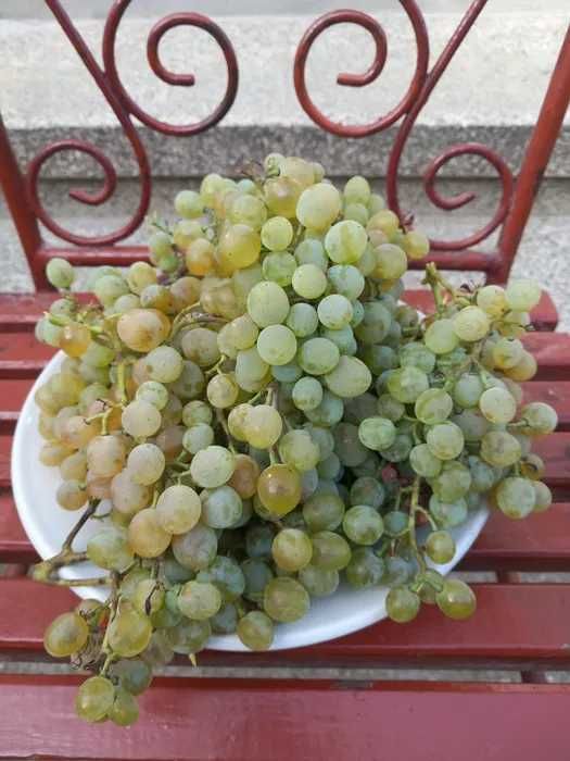 Vand Struguri de Vin