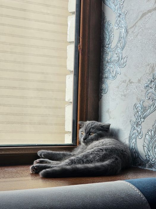 Scotish Fold Mushuk Sotıladı.