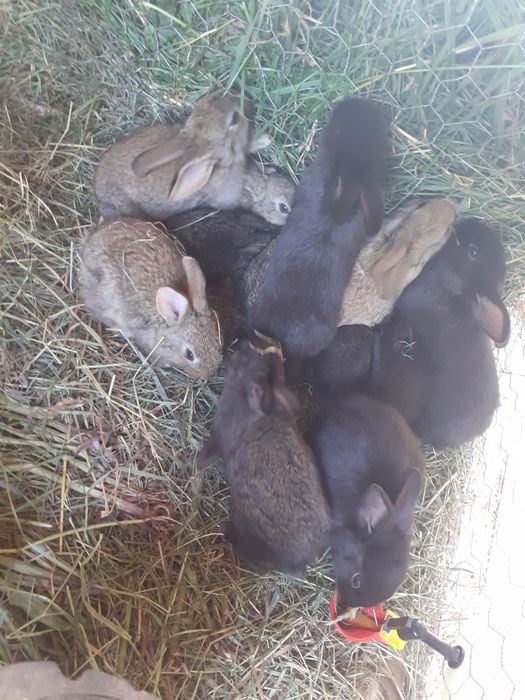 Vand iepurași de o lună