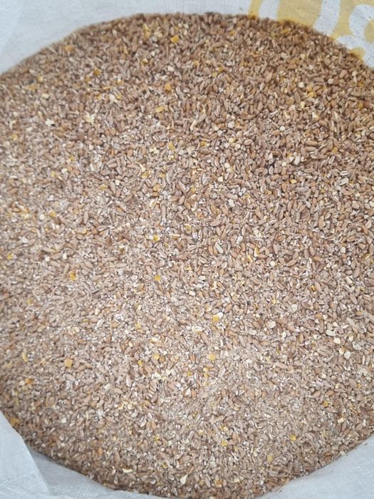 Furaj compos din triticale grau si porumb