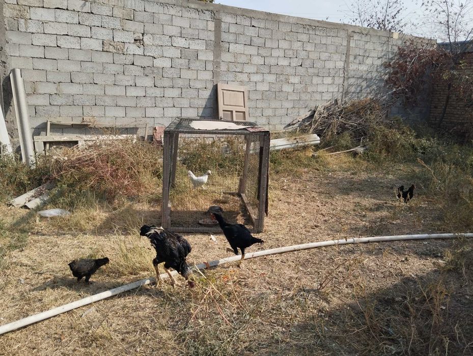 Yaponka .kulangi tovuq xoroz jujalar sotiladi