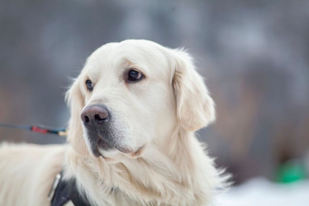 Вязка. Голден ретривер.