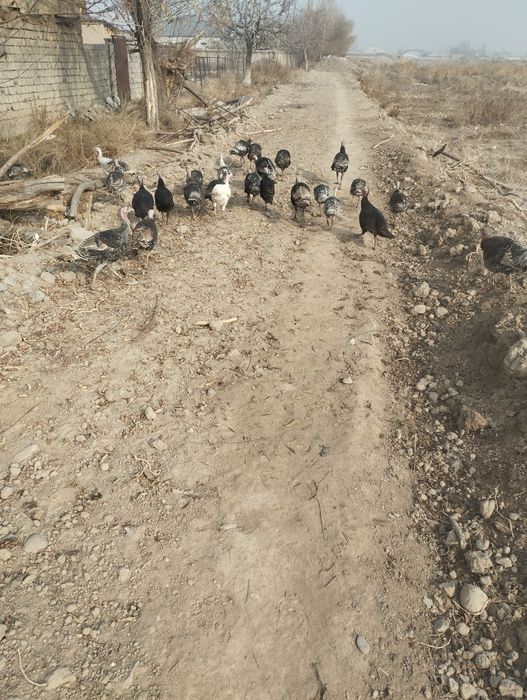 Хонаки соглом куркалар сотилади