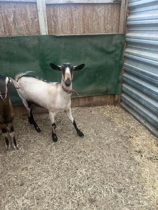 Козы Ешки Альпи шыбыш 1 тума 1л сут берыптур жане нуби шыбыш сатылады