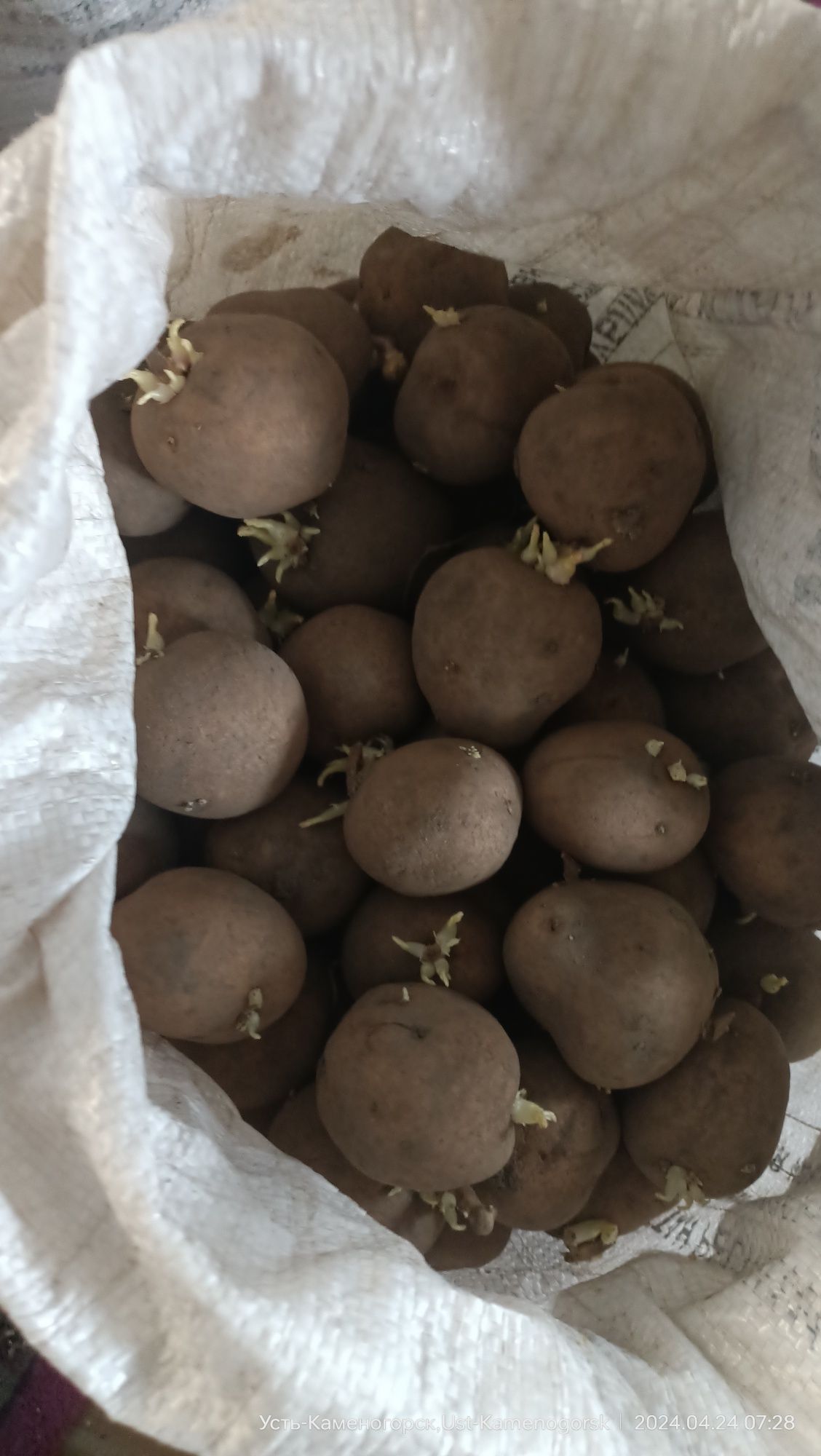 Картофель семенной (картошка для посадки)