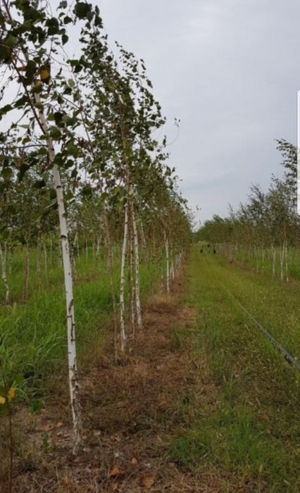 Mesteacăn alb/Platani/Tei de floare