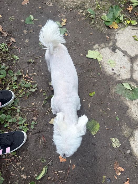 Малтийска Болонка