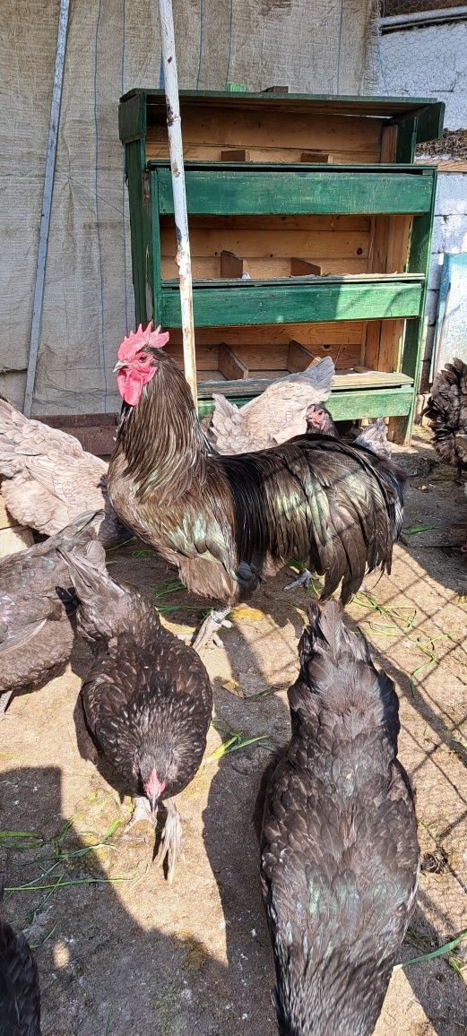 Pui sau oua pentru incubat Australorp, Isa brown si Brahma HD si Bso