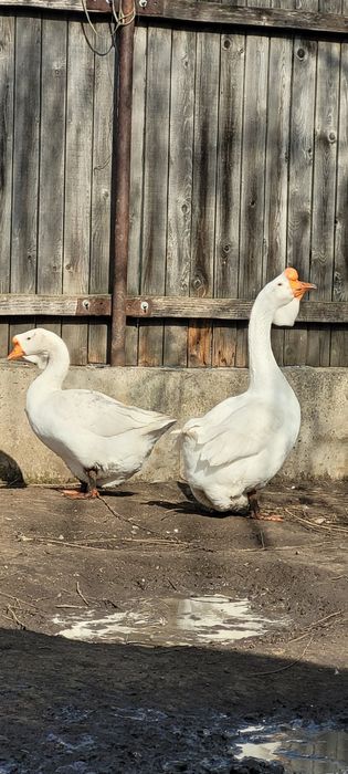 Gascan african alb / gaste africane