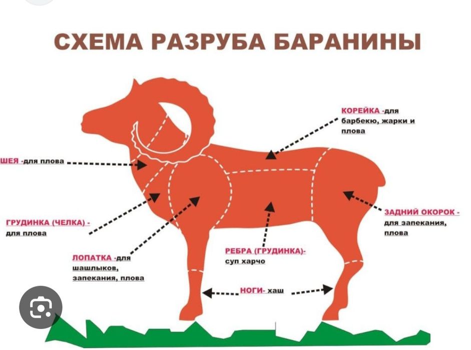Qassob xizmati. Soʻyamiz & Chopamiz.