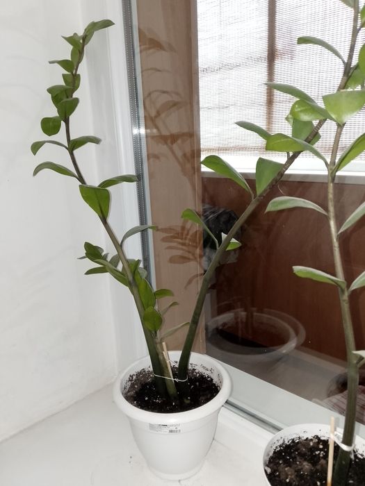 Комнатные растения, цветы, долларовые цветы