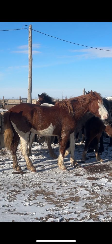 3 жасар донен