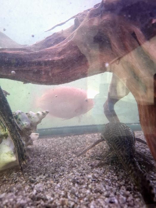 Аквариум с цяло оборудване