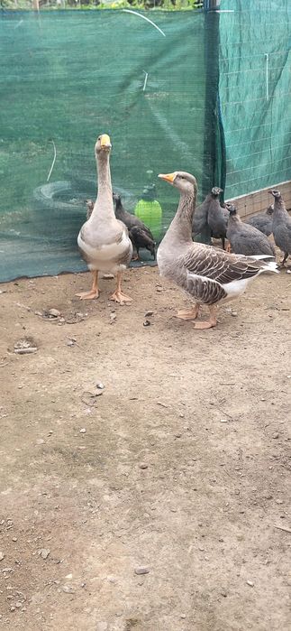 Gâște tinere de vanzare