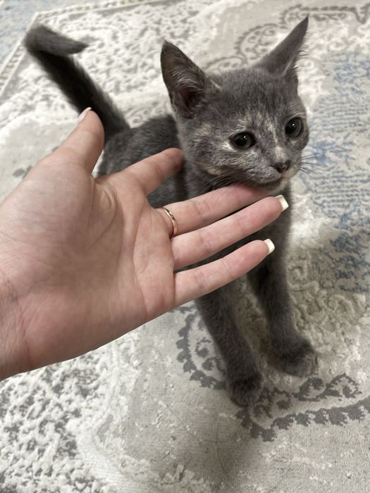 Отдам котят в добрые руки