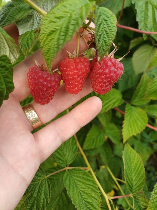 Drajoni zmeura Polka, Opal