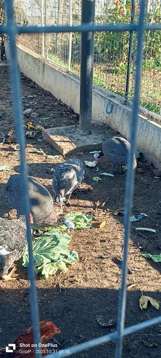 Vând bibilici ,mascul.