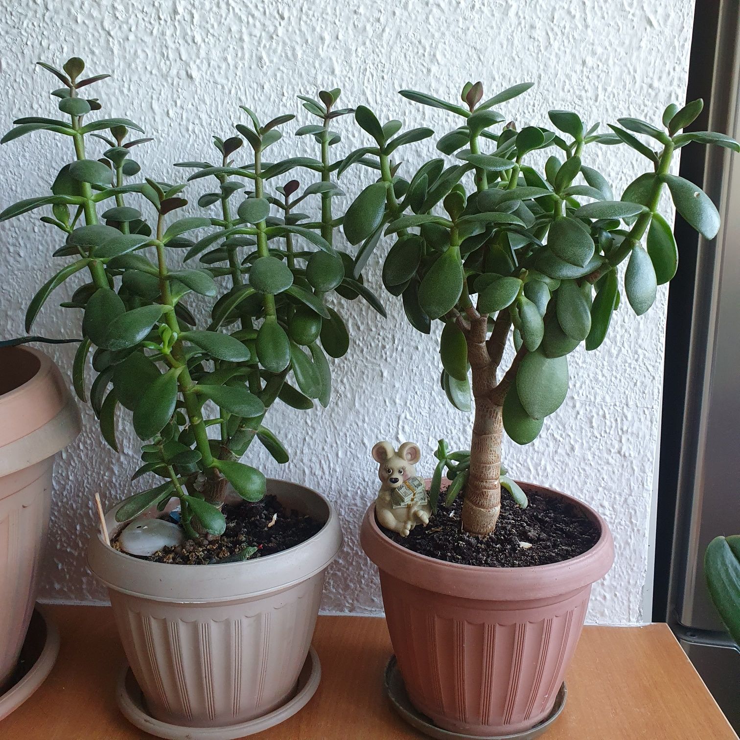 Продам денежное дерево