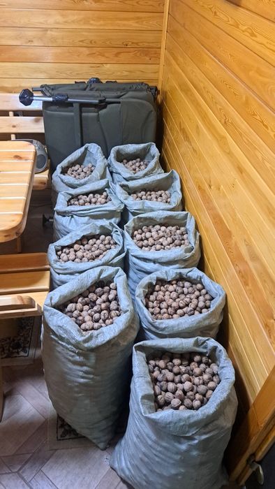 Гретцкий орех продам оптом