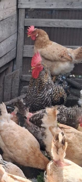 Продам курочек годовалый несущей 20  петухов 5 шт   породистые  домина