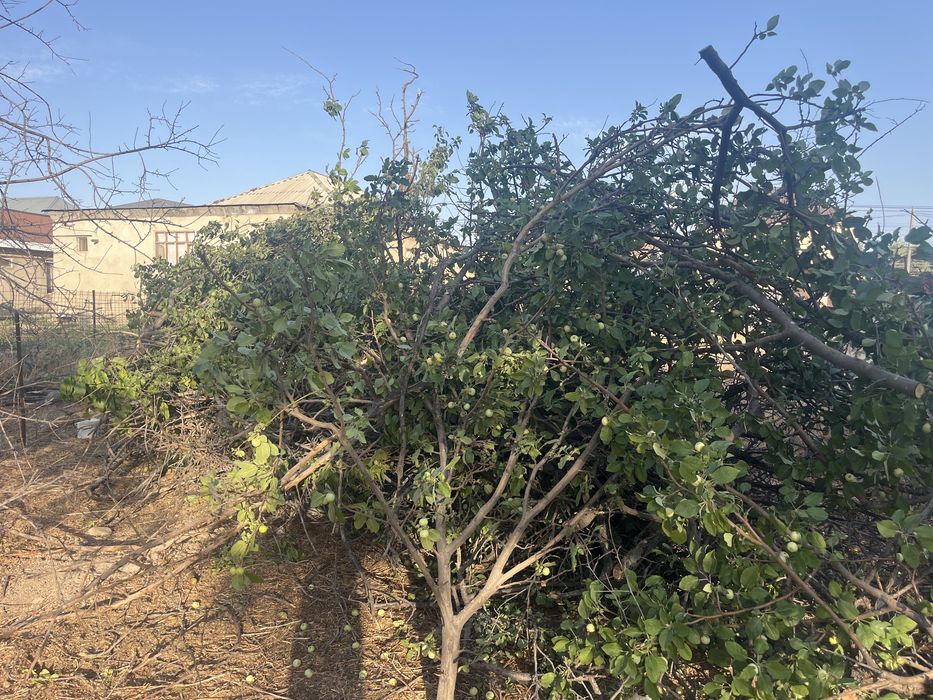 Рубленные ветки (дрова)