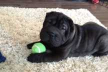 Pui Shar Pei, 8 săptămâni, cu carnet de sănătate și microcip