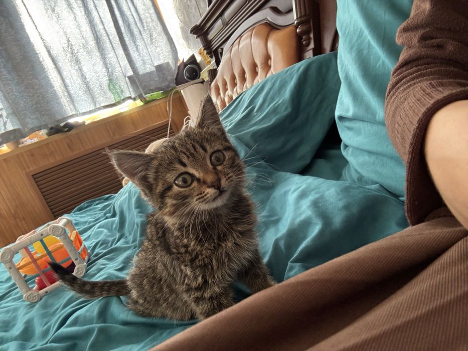 Котенок 2 мес мальчик в добрые руки
