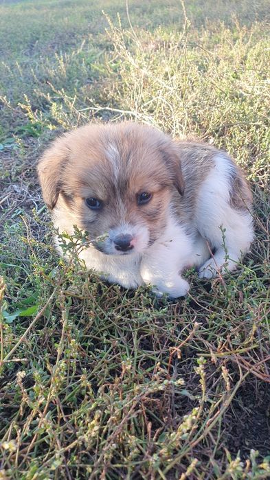 Adoptie baietel talie mica