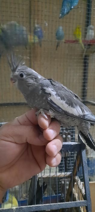 Тотықустар және клеткалар сатылымда