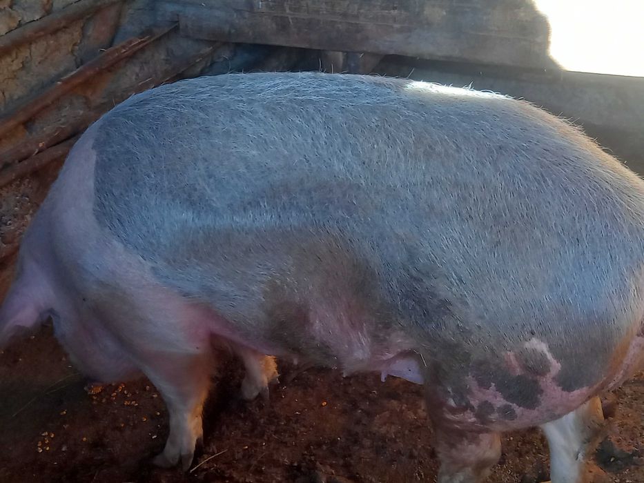 De vânzare 250-300 kg