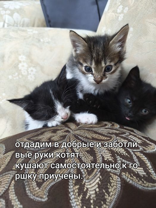 В добрые и заботливые руки