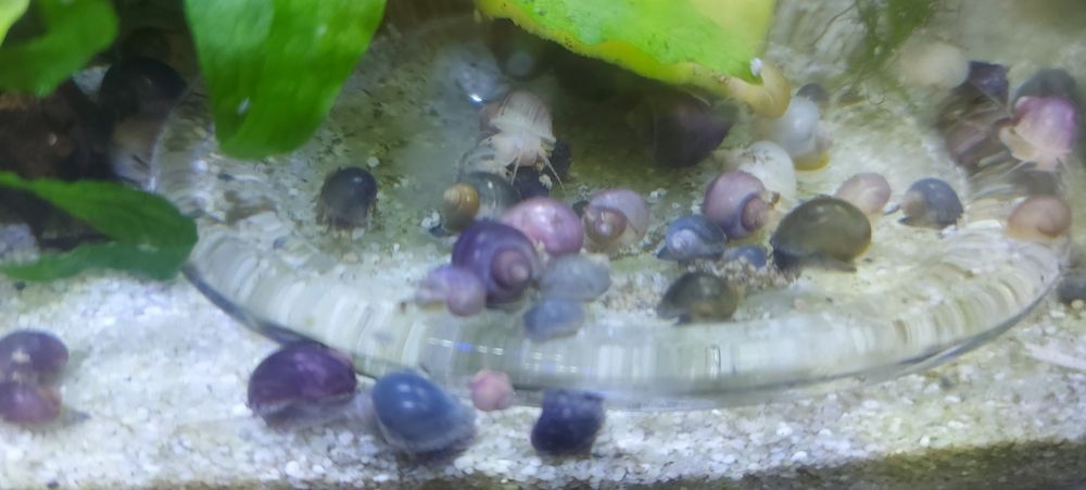 Melci pomaceea, de substrat si plante