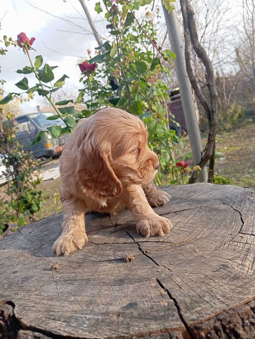 Кученца кокер шпаньол