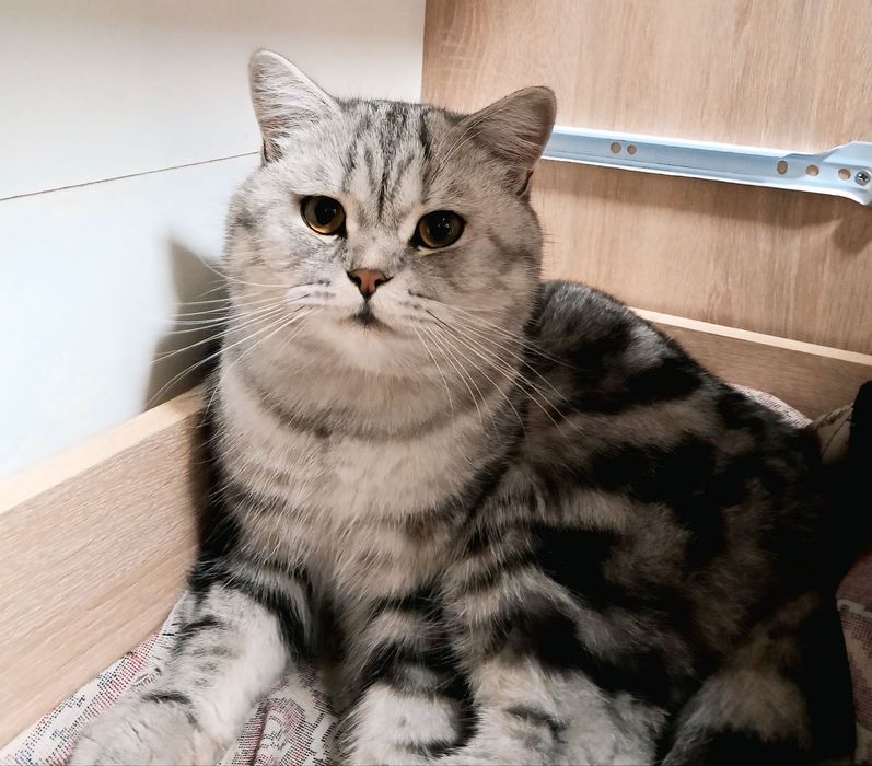 Британец ,Кот на вязку