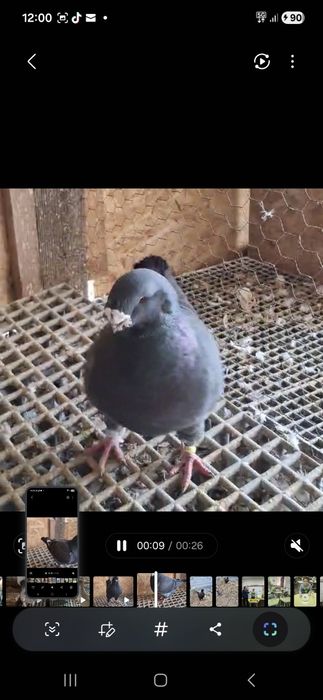 Porumbel standard american AGH