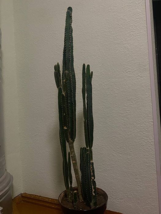 Kaktus guli sotiladi