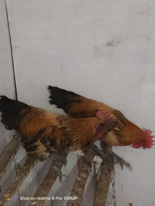 Продам петушков лакиданзии