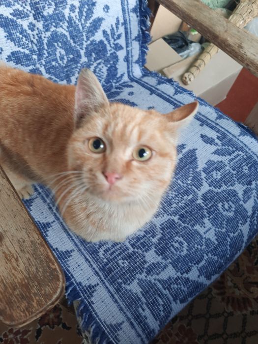 Одам котика рыжего мальчик в хорошие руки