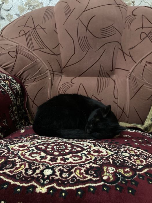 Отдам ласковую кошку