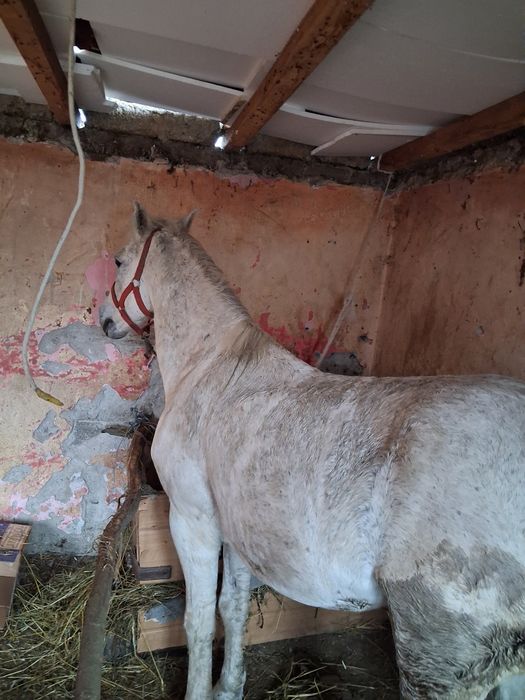 Vând armăsar 8 9 ani