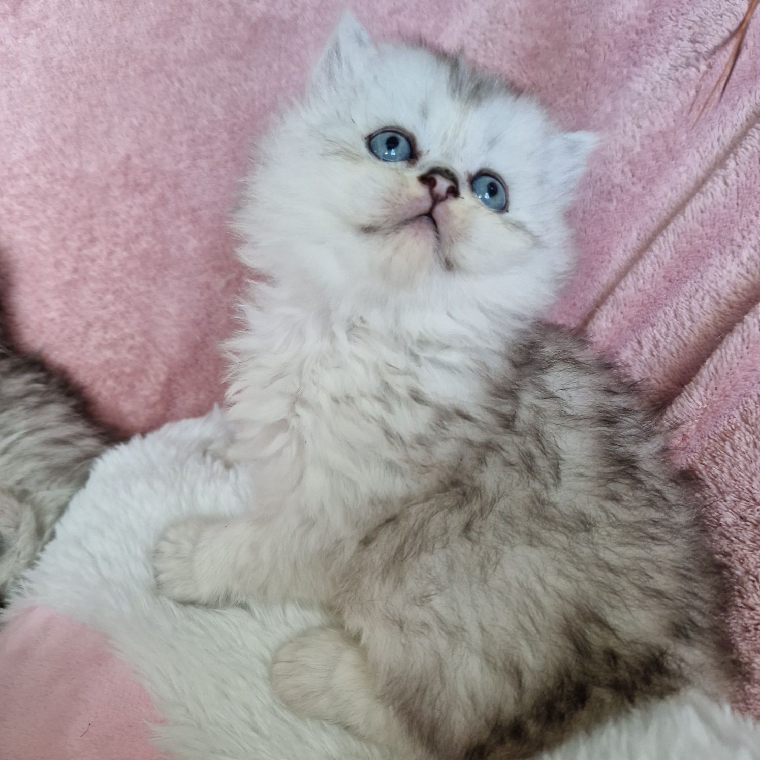Родословни шотландски котенца