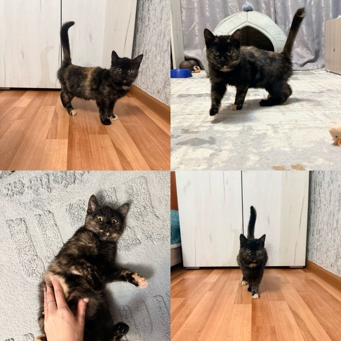 Кошечка ищет свой дом!