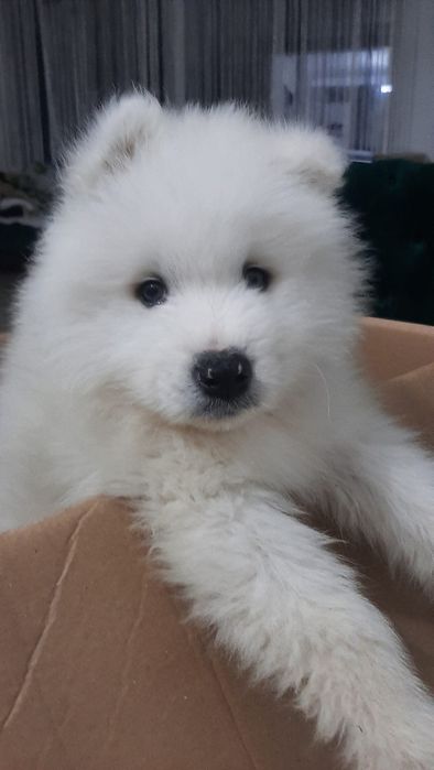 Samoyed băiețel rasa pura