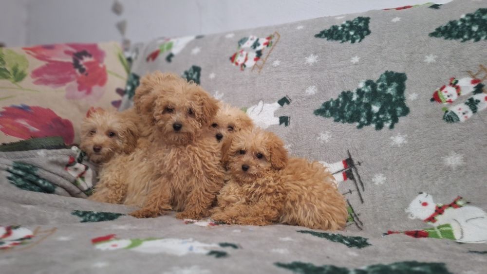 Той пудел пуделчета той